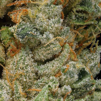 Cannatonic CBD Flower 21.2%.