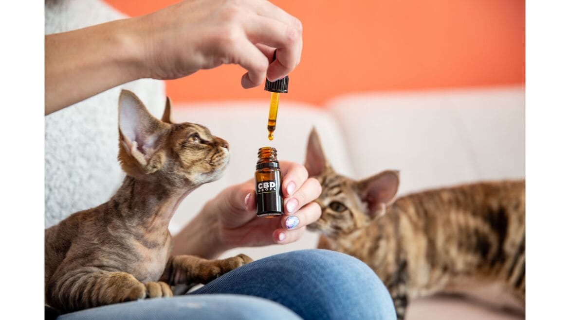 Sicherheit und Nebenwirkungen von CBD bei Katzen 