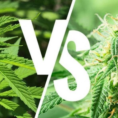 Indica vs Sativa quelle est la différence