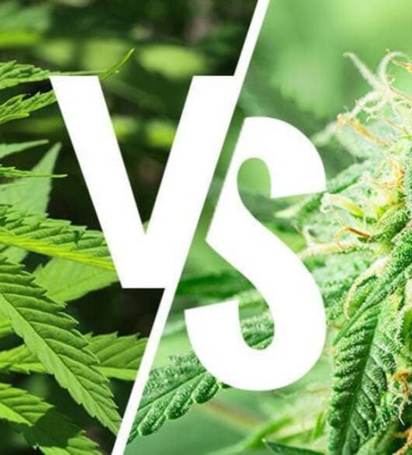 Indica vs Sativa quelle est la différence