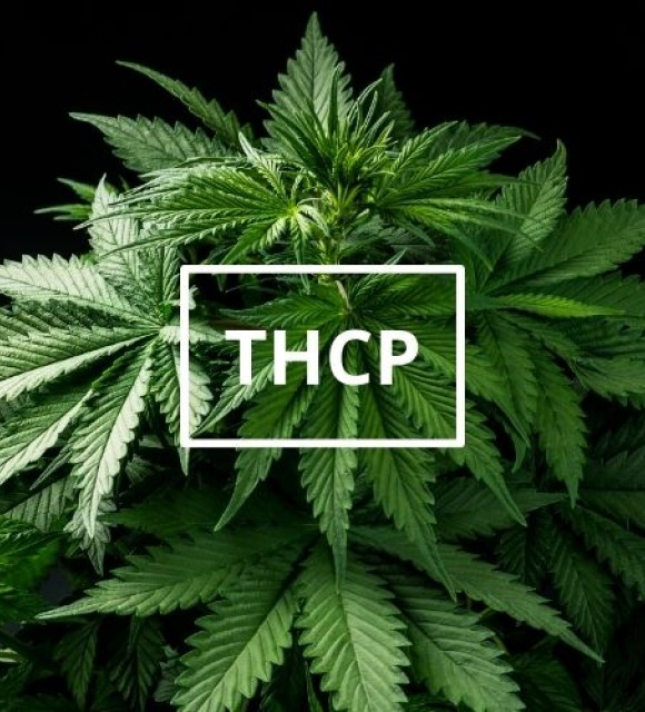 thcp-guide