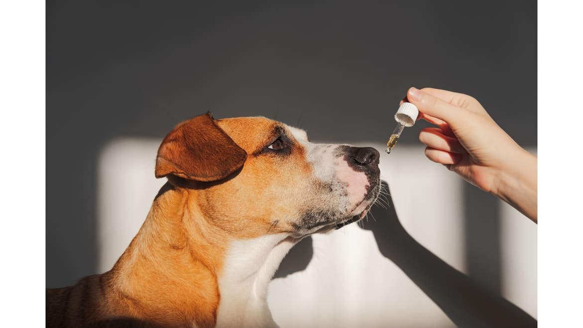 How to choose CBD for dogs?