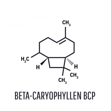 BÊTA-CARYOPHYLLÈNE cbd