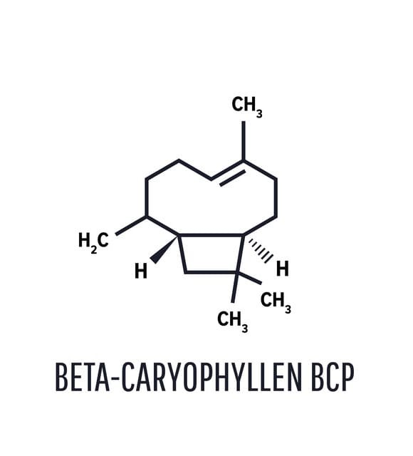 BÊTA-CARYOPHYLLÈNE cbd