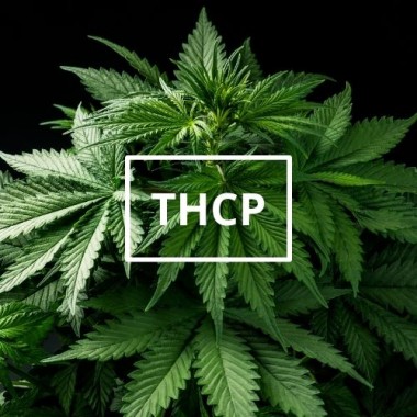 thcp-guide